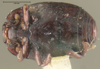 Media type: image;   Entomology 25571 Aspect: habitus ventral view